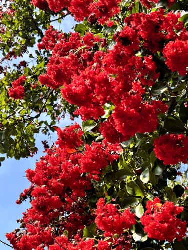 35 RED CREPE MYRTLE Lagerstroemia Indica Flowering Shrub Bush Small Tree Seeds